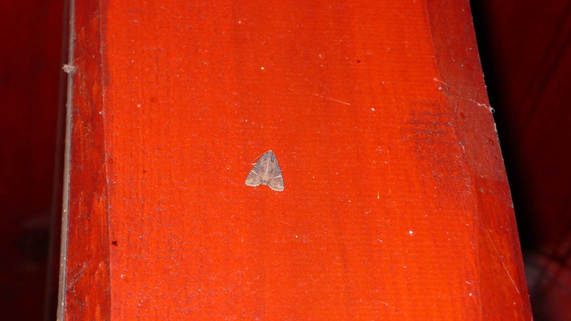 Mesapamea secalella/secalis