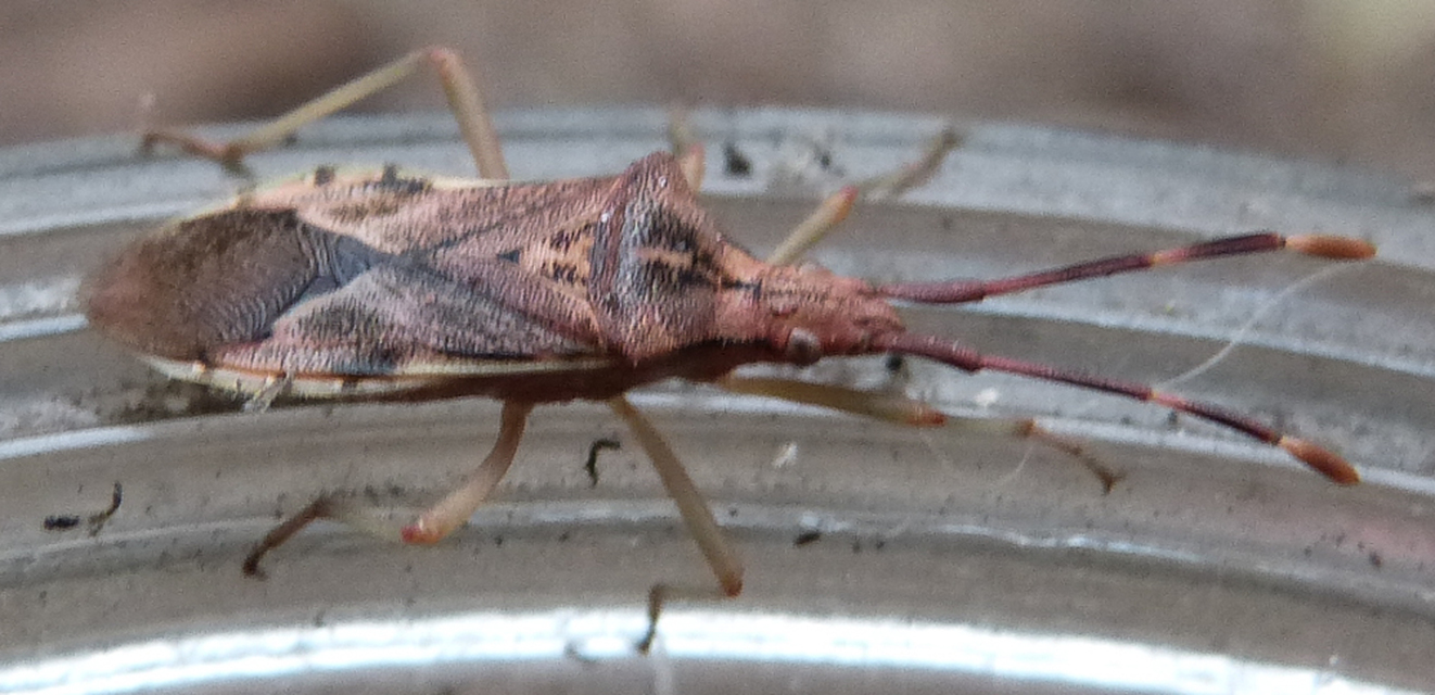Gonocerus juniperi - boróka-karimáspoloska
