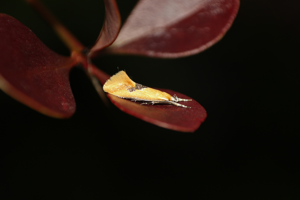 Batia internella/lambdella