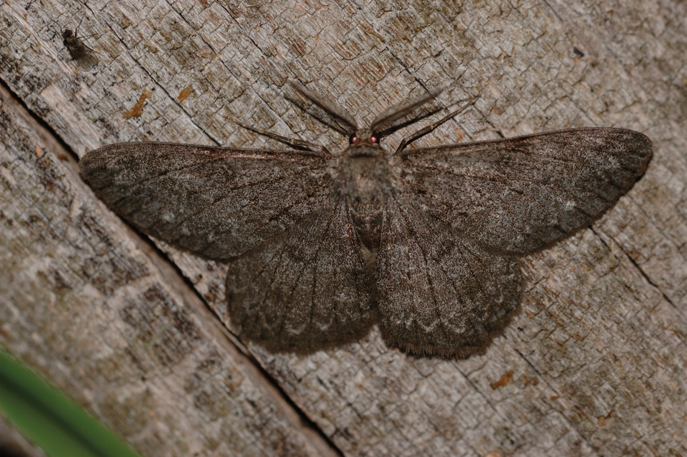 Hypomecis punctinalis - pettyes faaraszoló