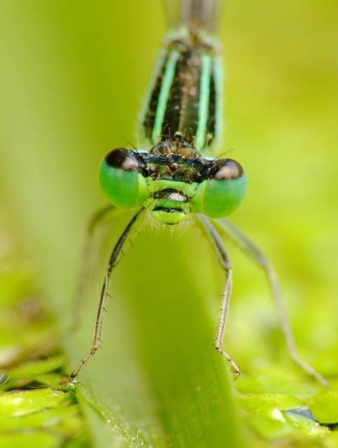 Ischnura elegans
