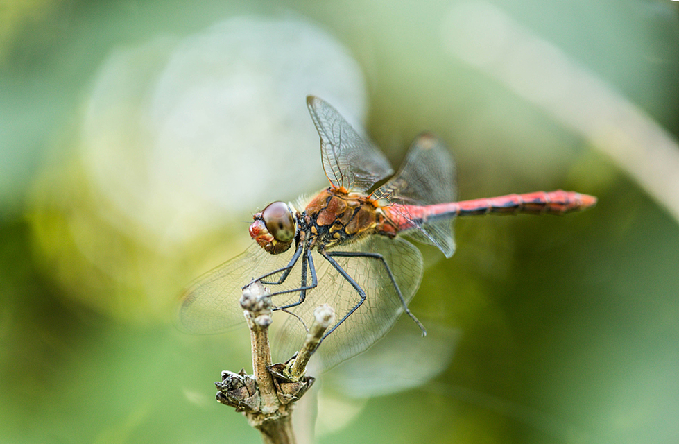Sympetrum sanguineum - vörös katona-szitakötő