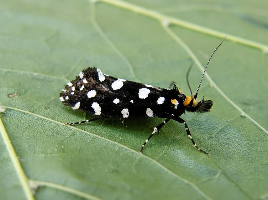 Euplocamus anthracinalis - fésűscsápú korhadékmoly