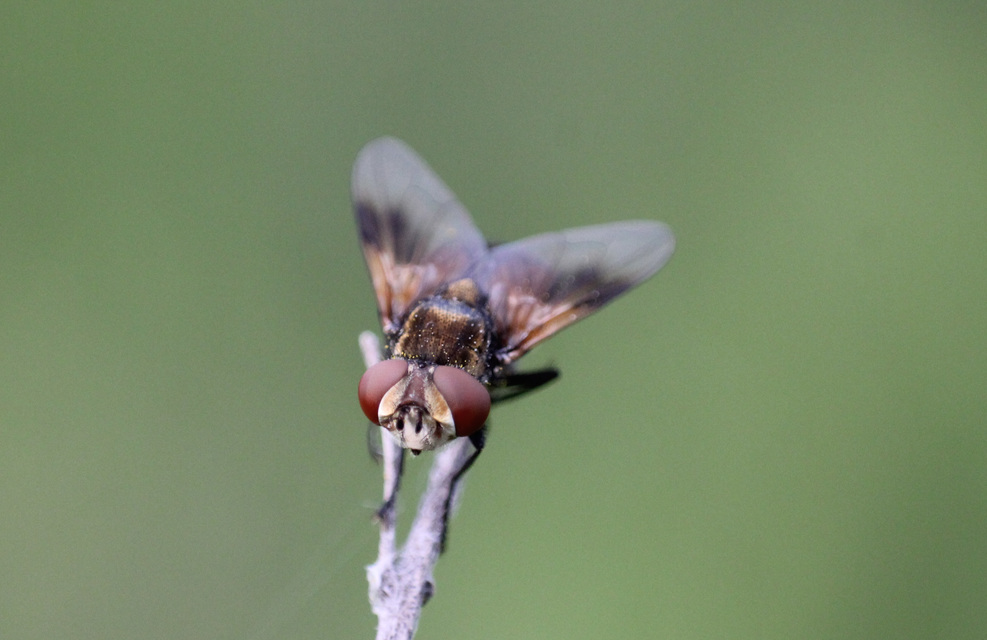 Phasiinae