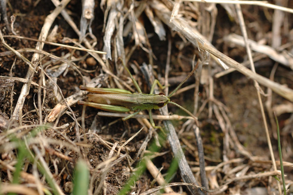 Pseudochorthippus parallelus - közönséges rétisáska