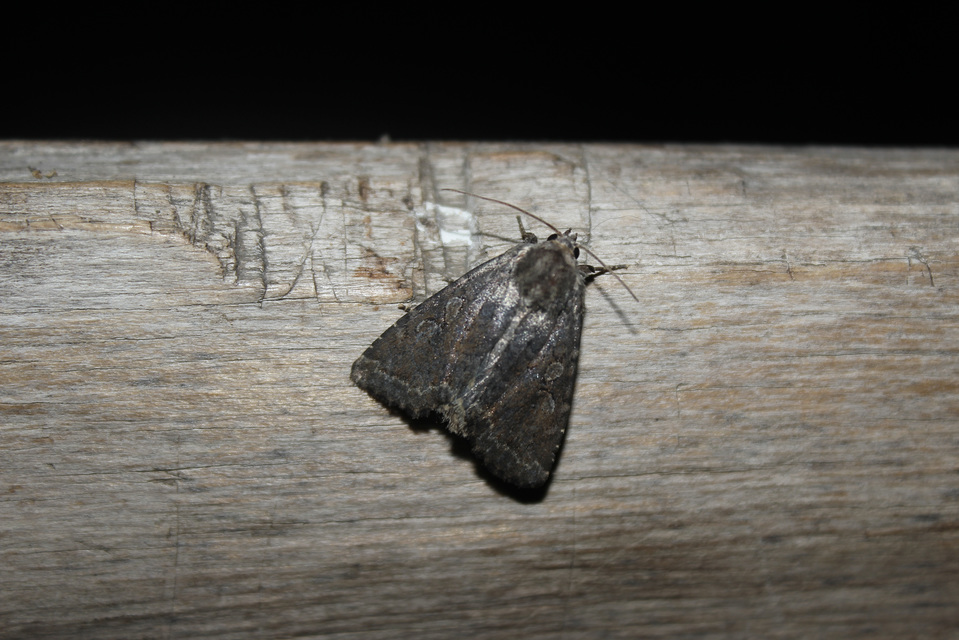 Apterogenum ypsillon - ipszilon-erdeibagoly