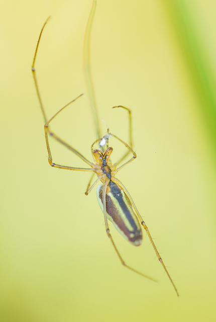 Tetragnatha