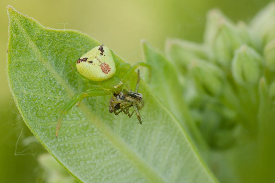 Ebrechtella tricuspidata - alakoskodó karolópók