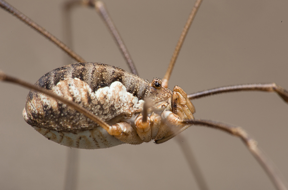 Mitopus morio