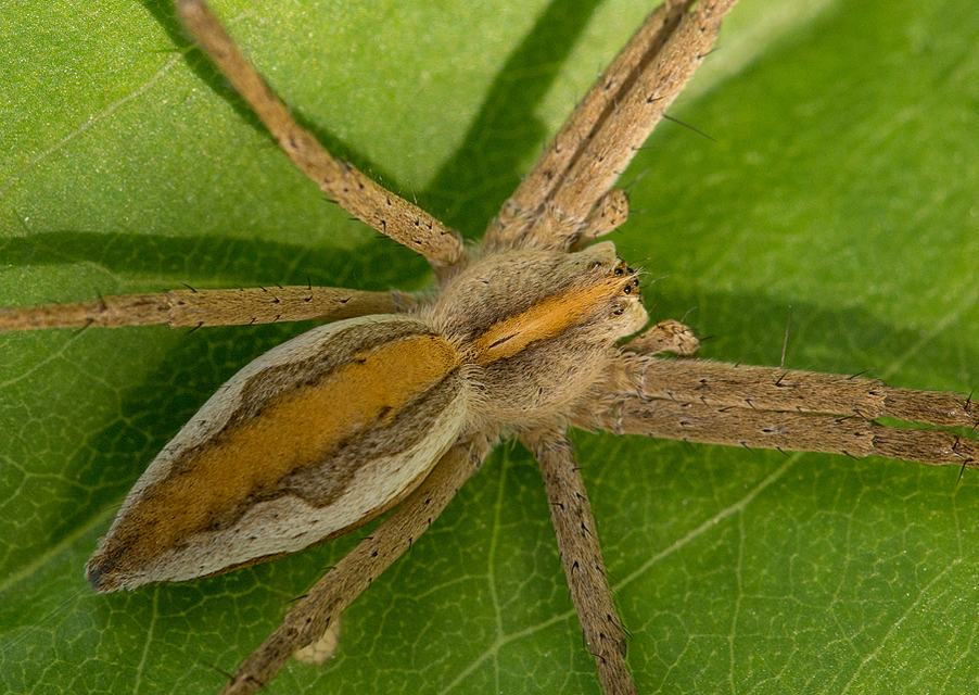 Pisaura mirabilis - csodáspók
