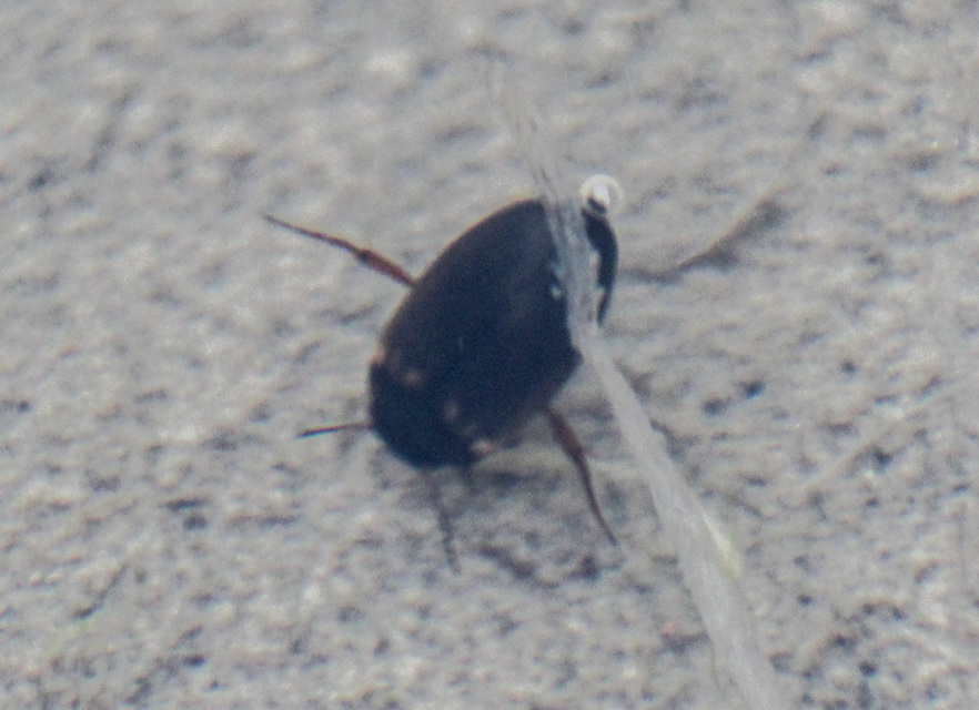 Hydroporus