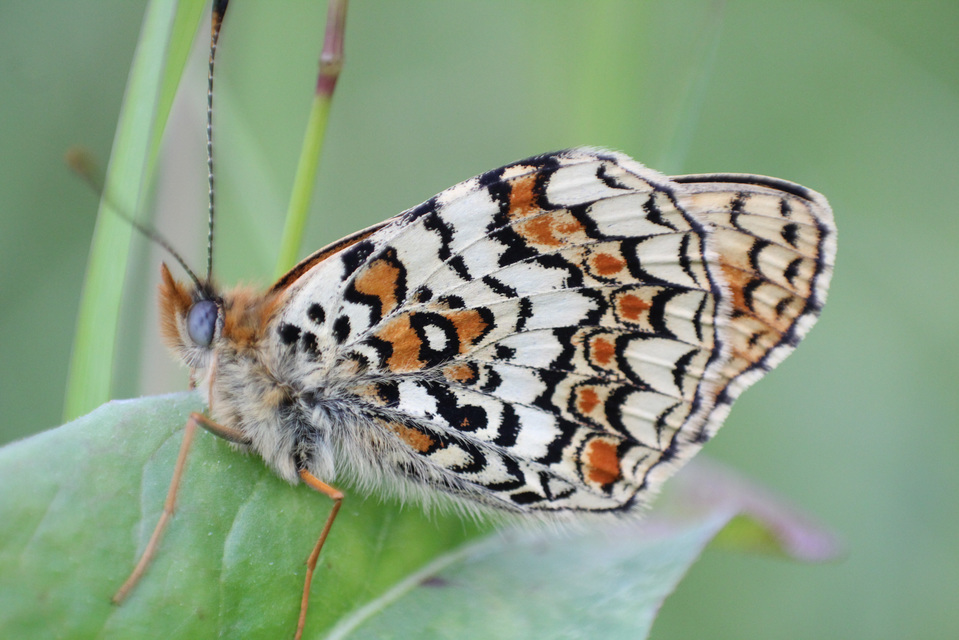 Melitaea phoebe - nagy tarkalepke
