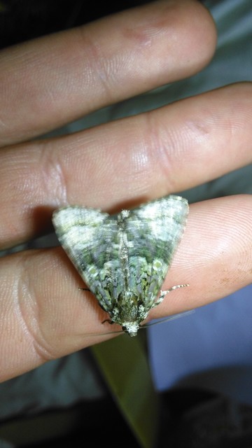 Craniophora ligustri - fagyalbagoly