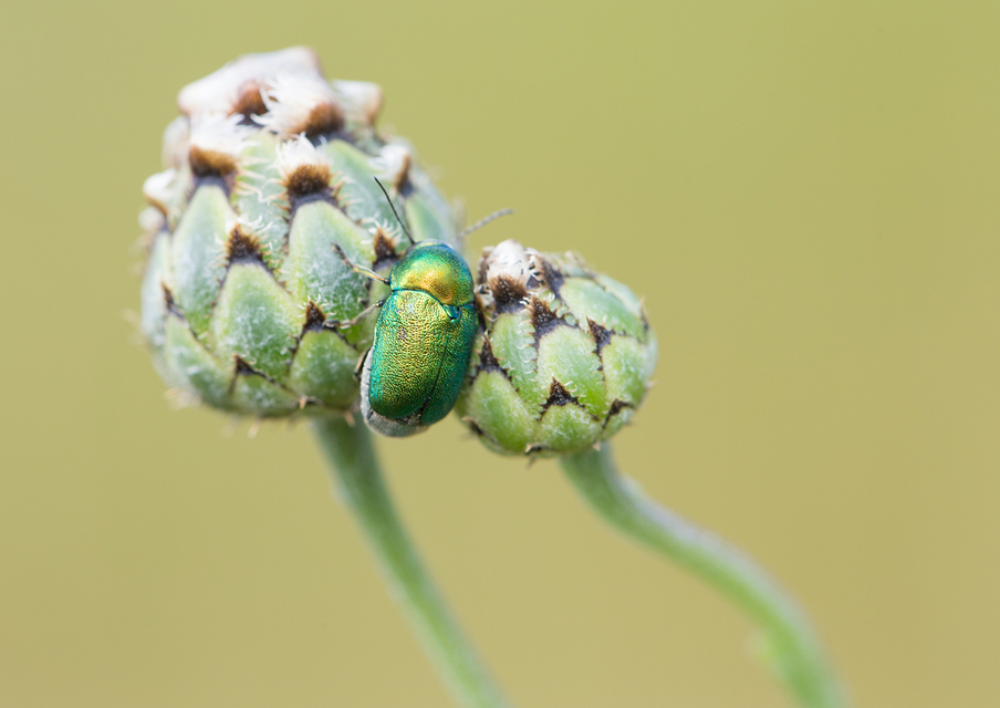 Cryptocephalus