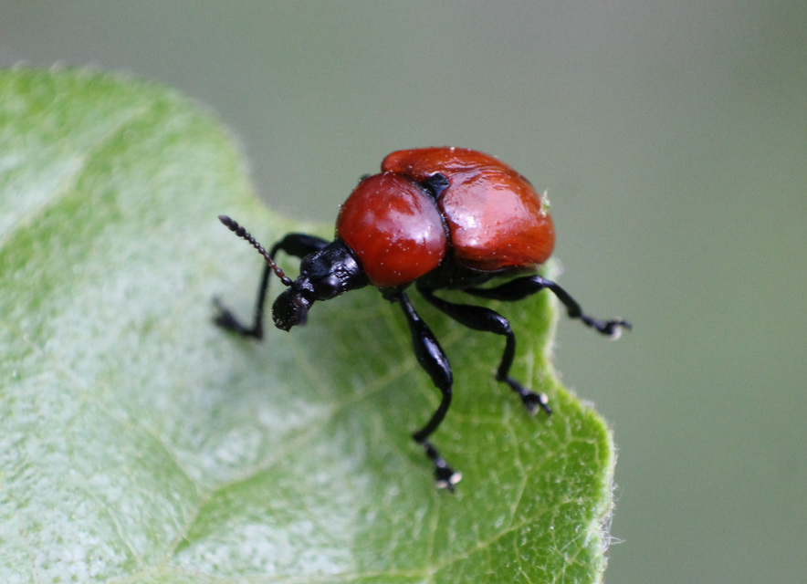 Attelabus nitens - tölgy-levélsodró