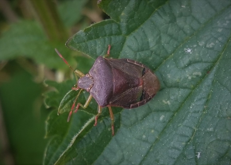 Palomena prasina - zöld bogyómászó-poloska Palomena prasina - zöld bogyómászó-poloska