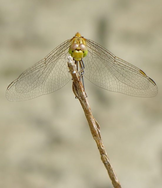 Sympetrum meridionale - fakó katona-szitakötő