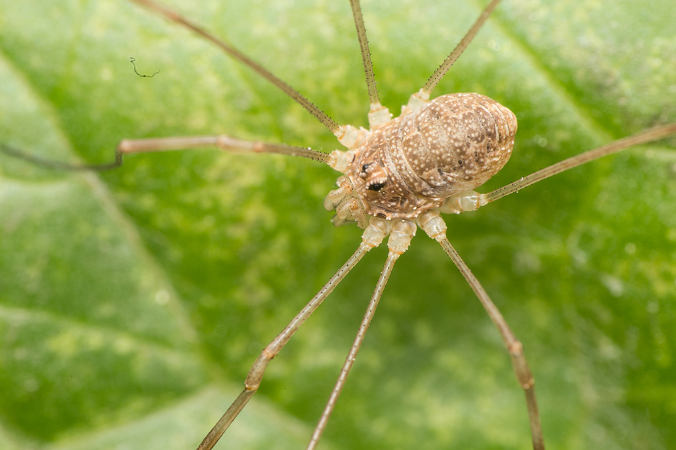 Rilaena triangularis
