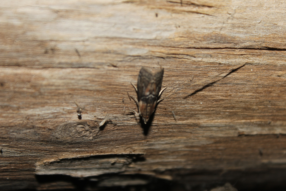 Acrobasis