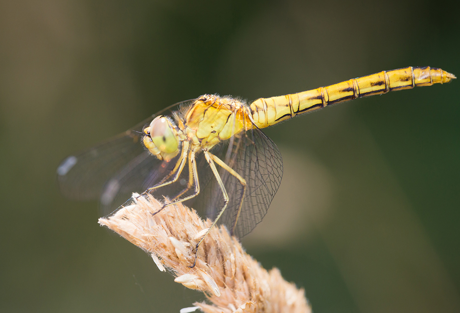 Sympetrum meridionale - fakó katona-szitakötő