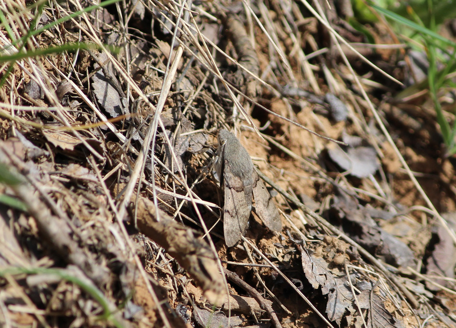 Macroglossum stellatarum - kacsafarkú szender