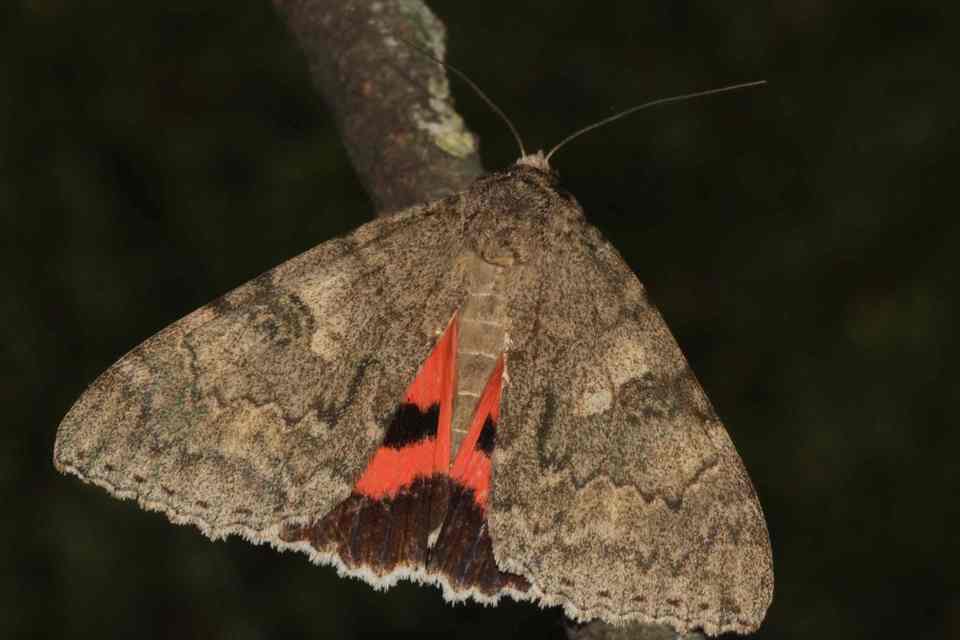 Catocala nupta - piros övesbagoly