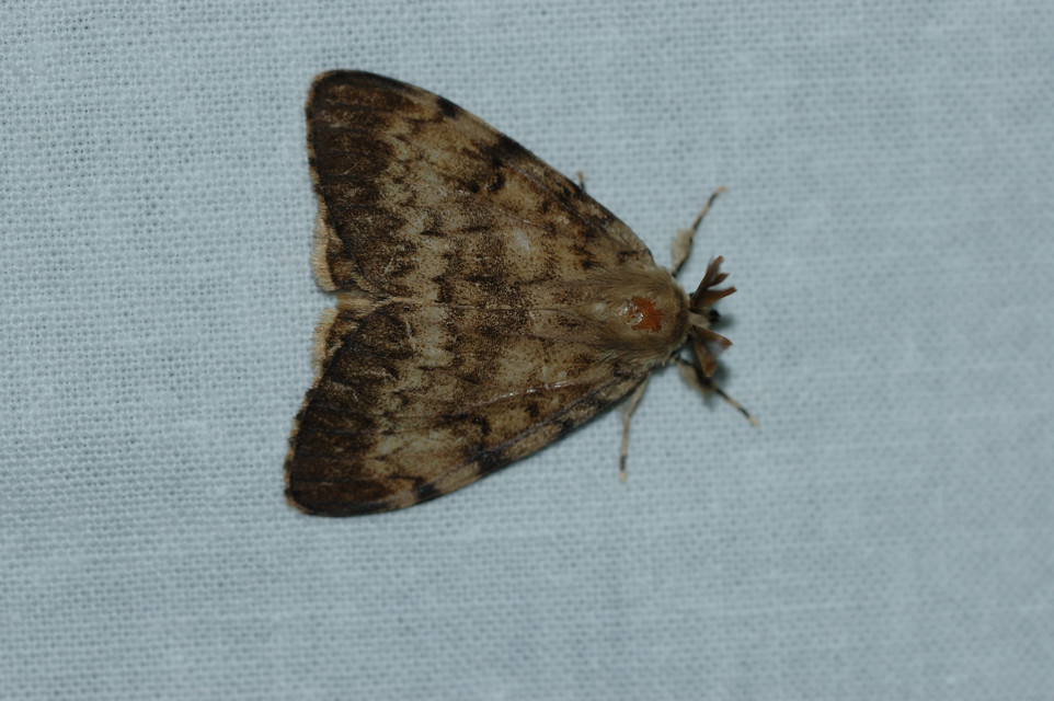 Lymantria dispar - gyapjaslepke