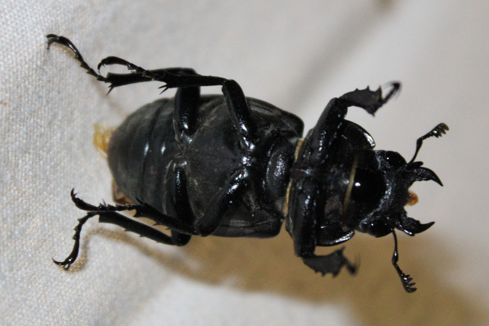 Lucanus cervus - nagy szarvasbogár