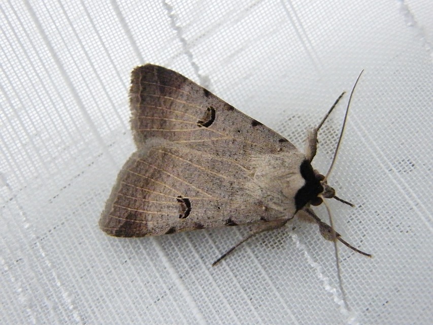 Lygephila craccae - gyakori csüdfűbagoly