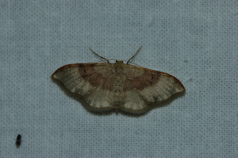 Idaea degeneraria - barnasávos araszoló