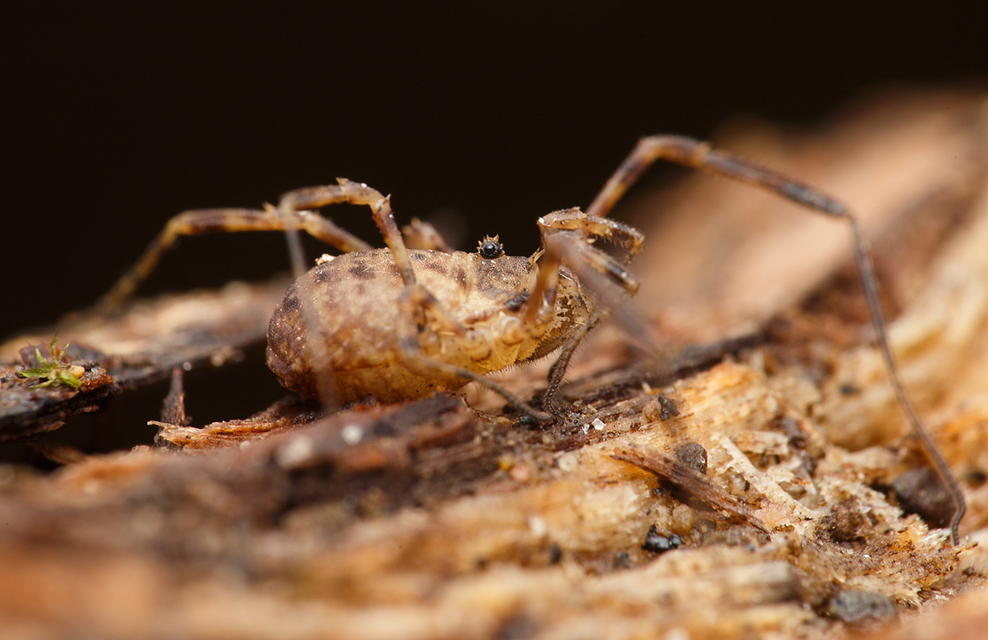 Opiliones - Kaszáspókok