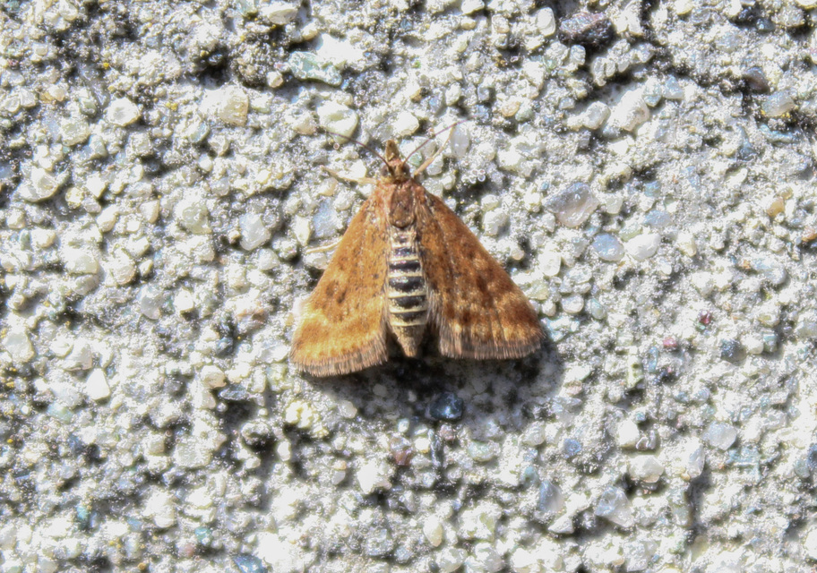Pyrausta despicata - réti bíbormoly