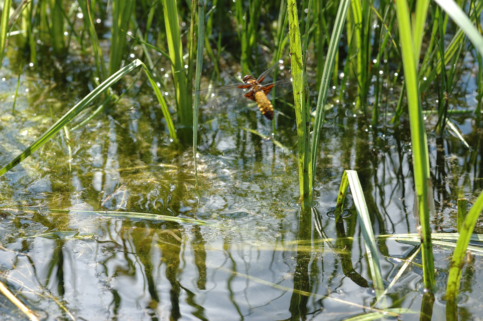 Libellula depressa - széles laposacsa