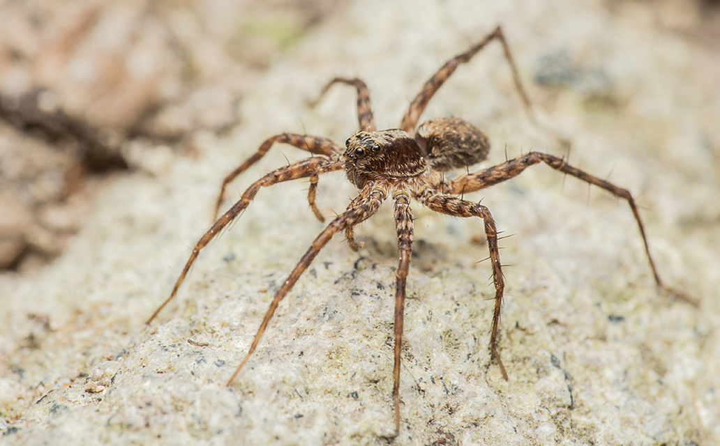 Pardosa