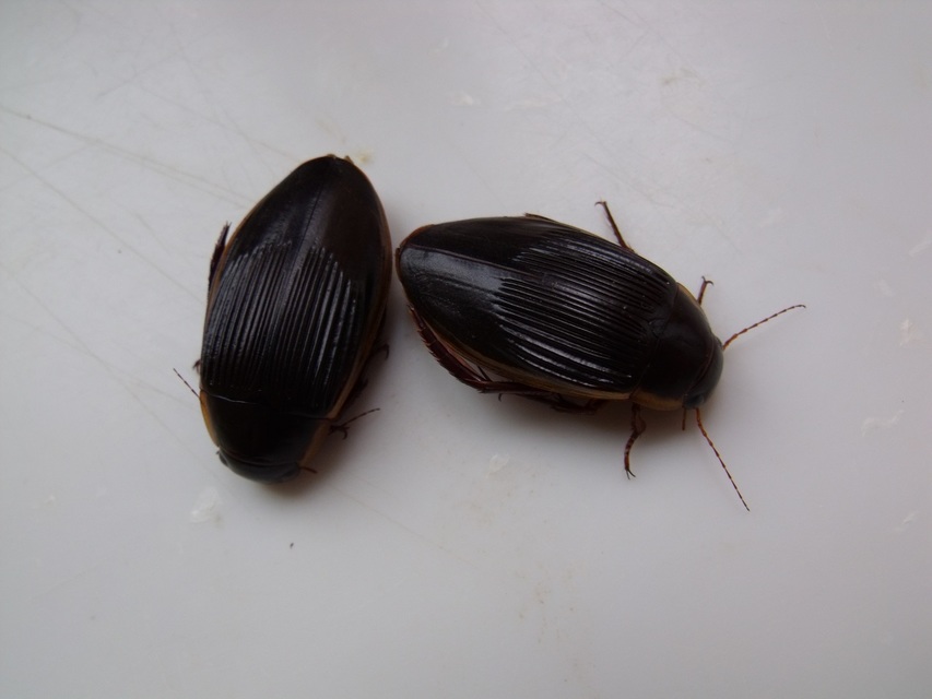 Dytiscus dimidiatus - tompacsípős csíkbogár
