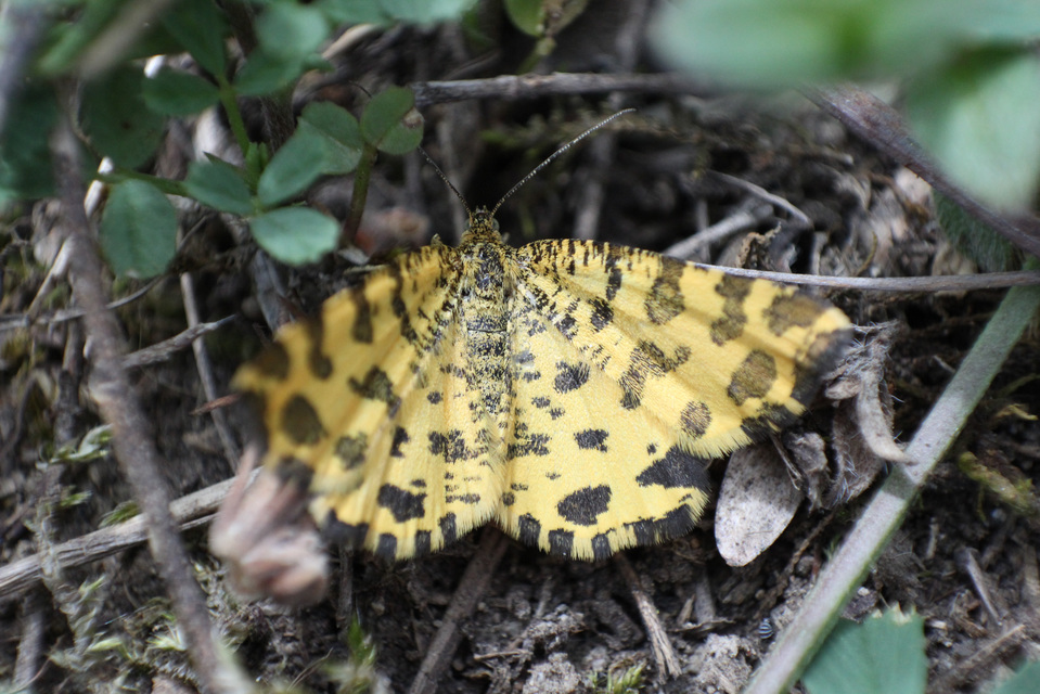 Pseudopanthera macularia - párducfoltos araszoló