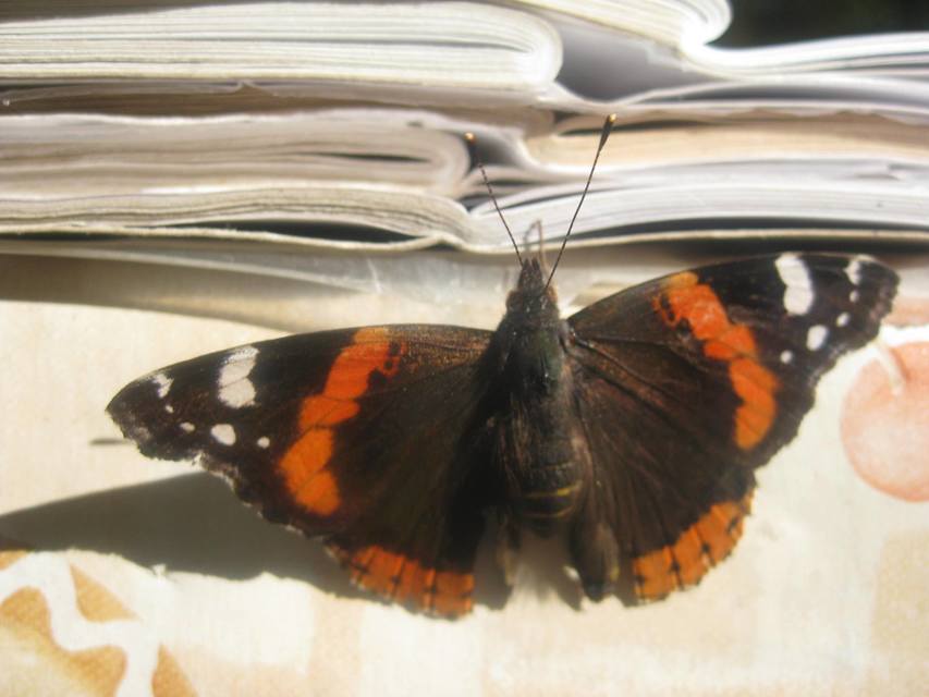 Vanessa atalanta - atalantalepke