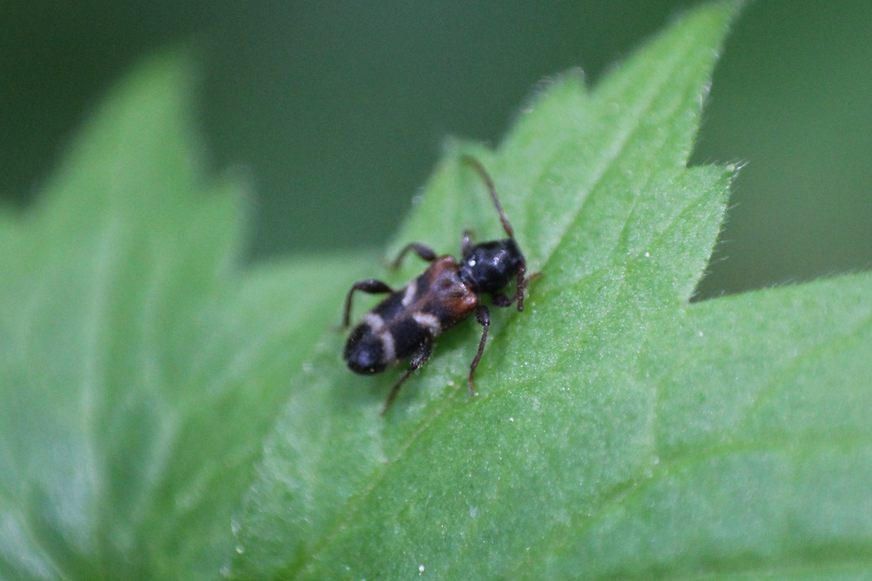 Phymatodes alni - apró háncscincér Phymatodes alni - apró háncscincér