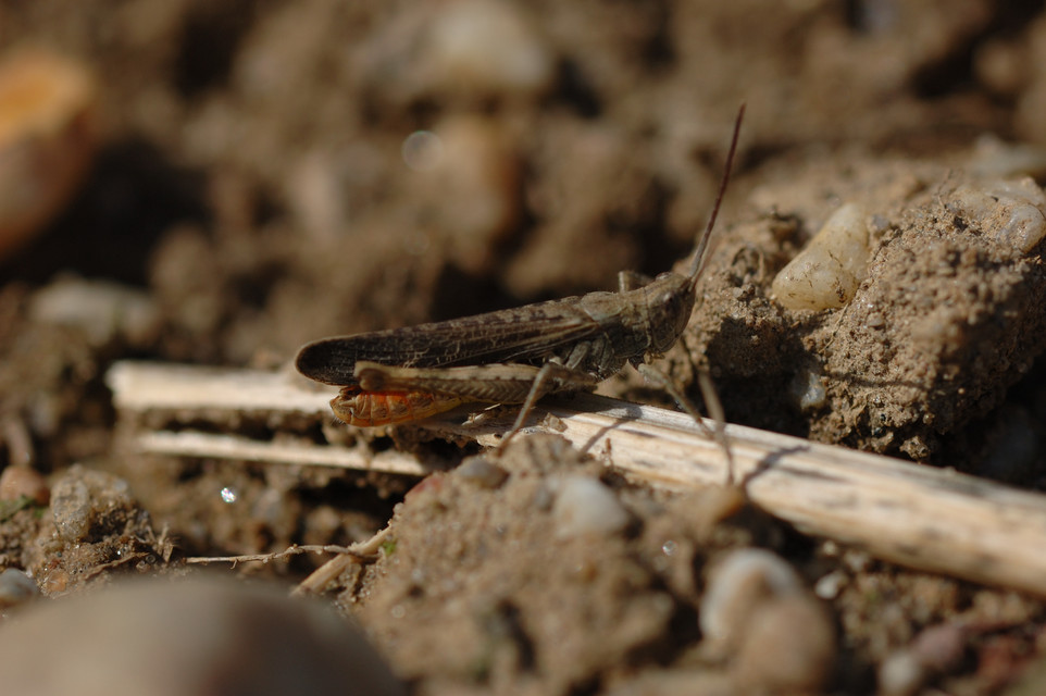 Chorthippus brunneus - közönséges tarlósáska