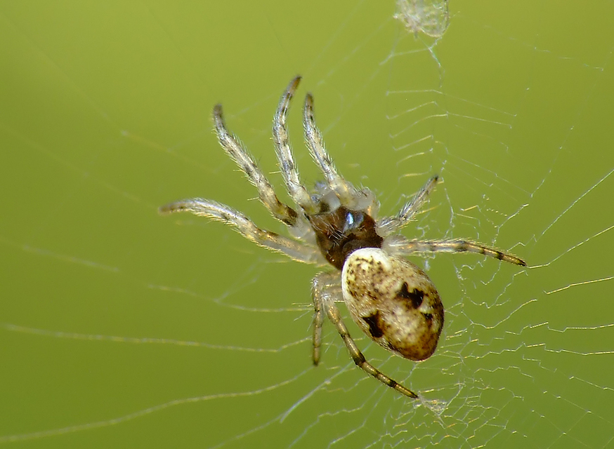 Cyclosa conica - csúcsos keresztespók