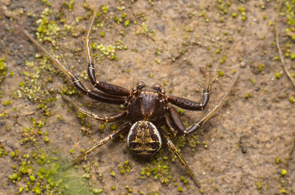 Xysticus
