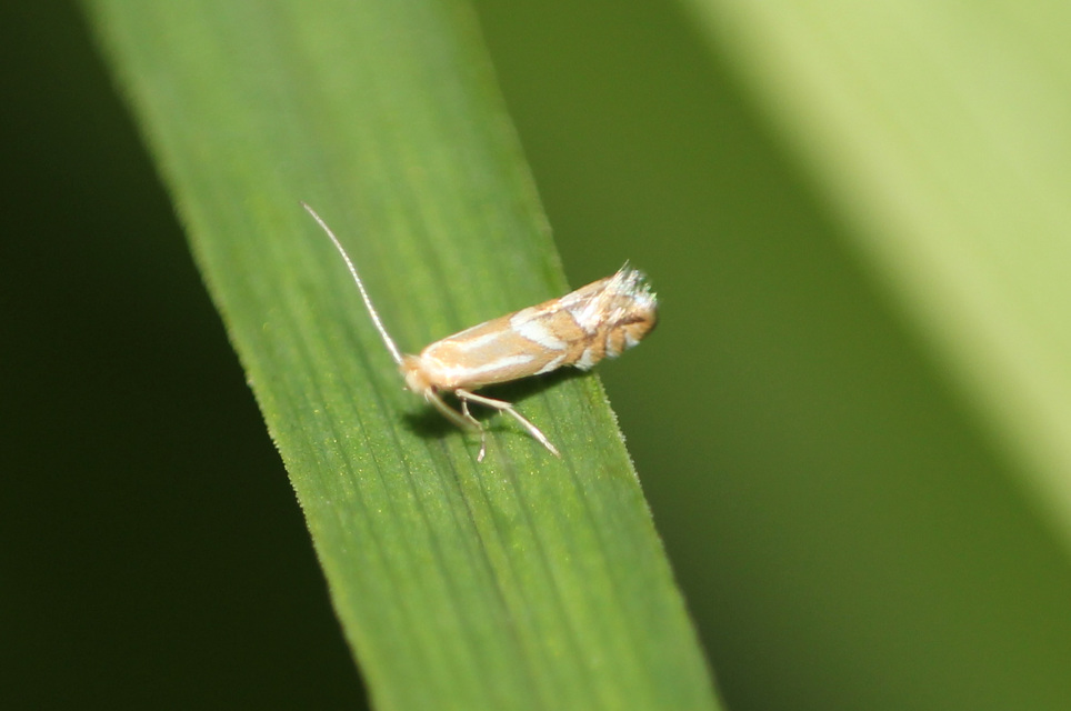 Phyllonorycter