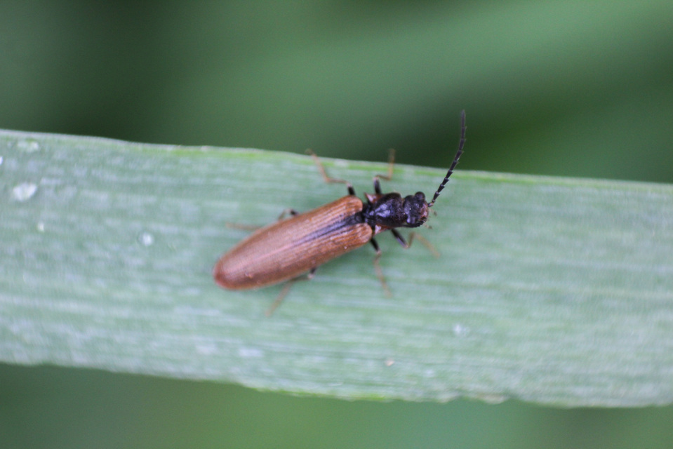 Denticollis linearis - dülledtszemű pattanó