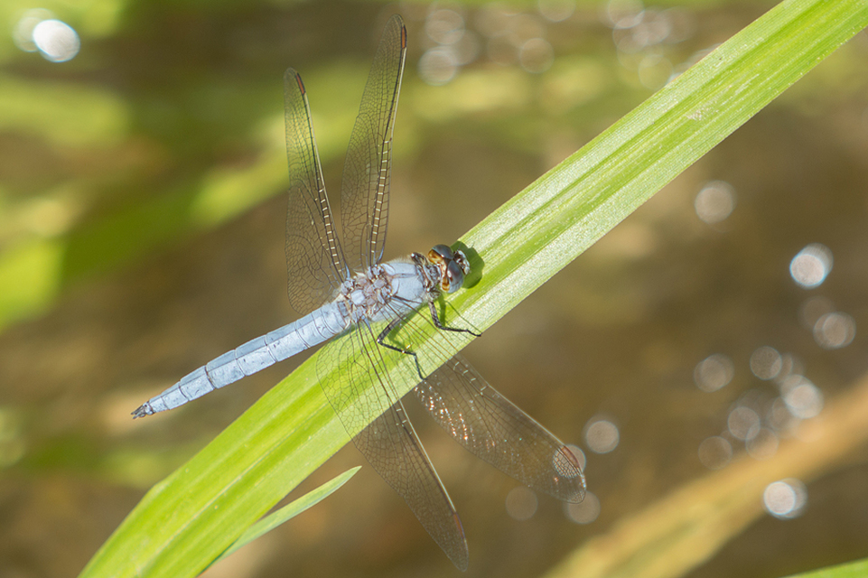 Orthetrum brunneum - pataki pásztorszitakötő