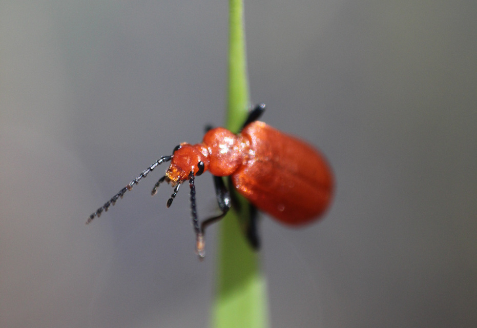 Pyrochroa serraticornis - közép-bíborbogár