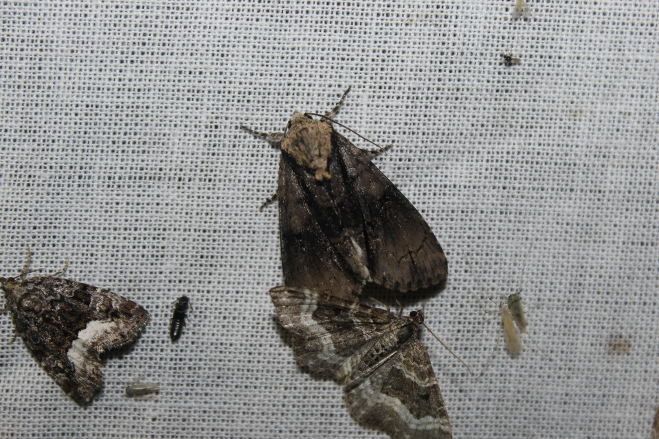 Epirrhoe alternata - galaj-tarkaaraszoló