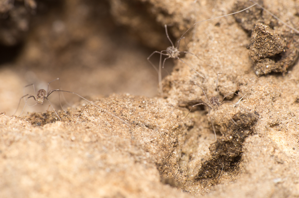 Opiliones - Kaszáspókok