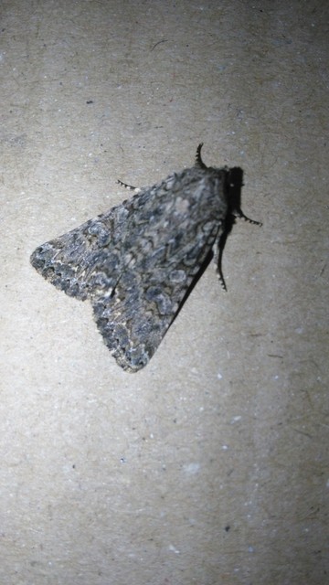 Hadula trifolii - lóherebagoly