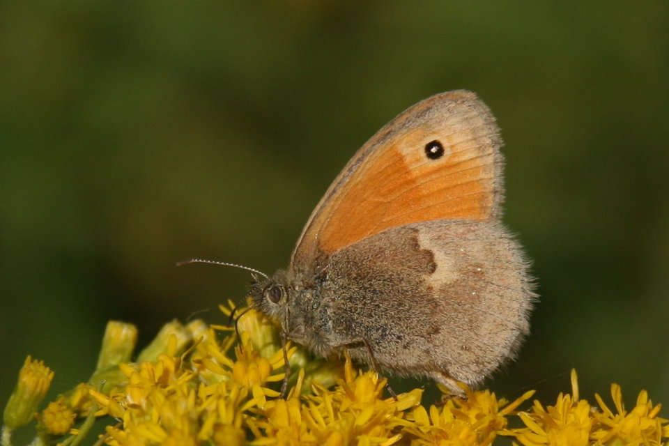Coenonympha pamphilus - kis szénalepke