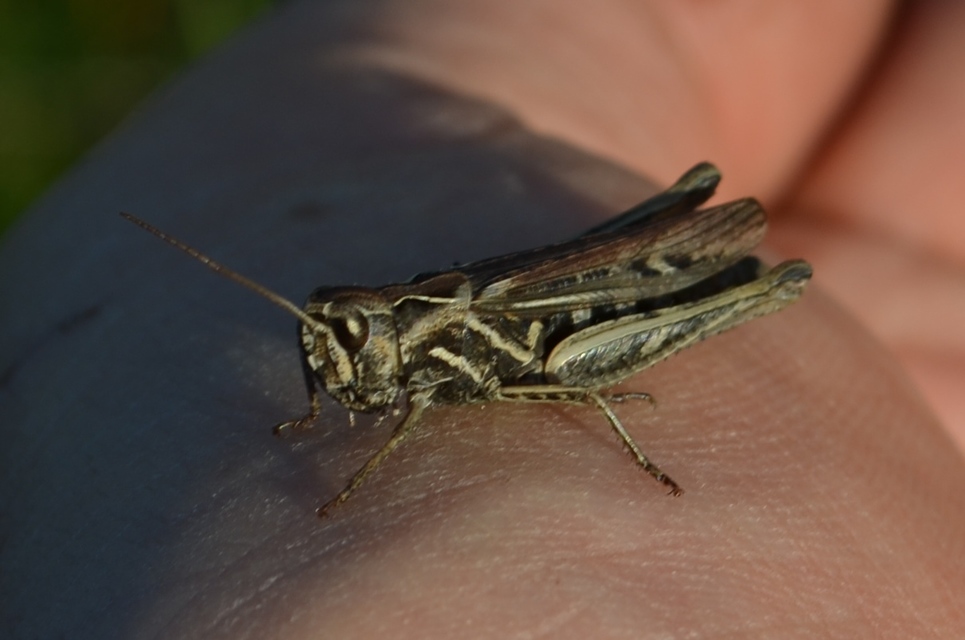 Chorthippus mollis - halk tarlósáska